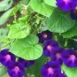 Rare 'Grandpa Ott' Bright Purple Morning Glory 100 Seeds