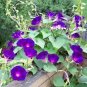 Rare 'Grandpa Ott' Bright Purple Morning Glory 100 Seeds