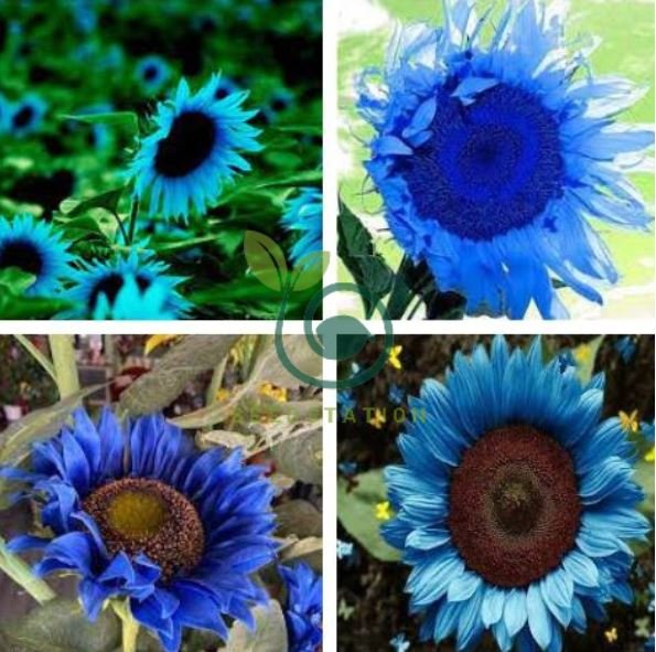 Dwarf Sunflower Blue Flowers 100 Seeds