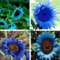 Dwarf Sunflower Blue Flowers 100  Seeds