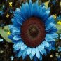 Dwarf Sunflower Blue Flowers 100  Seeds
