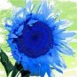 Dwarf Sunflower Blue Flowers 100  Seeds