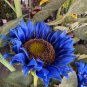Dwarf Sunflower Blue Flowers 100  Seeds