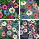 Nigella Damascena Mixed Love-in-a-mist Fennelflower 40 Seeds