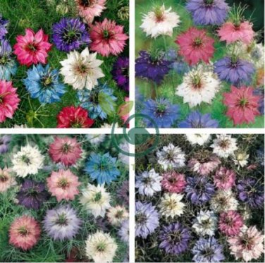 Nigella Damascena Mixed Love-in-a-mist Fennelflower 40 Seeds