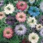 Nigella Damascena Mixed Love-in-a-mist Fennelflower 40 Seeds