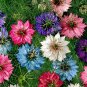 Nigella Damascena Mixed Love-in-a-mist Fennelflower 40 Seeds
