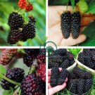 Raspberry Seeds Big Black Mulberry Fruits  200 Seeds