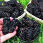 Raspberry Seeds Big Black Mulberry Fruits  200 Seeds
