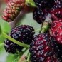 Raspberry Seeds Big Black Mulberry Fruits  200 Seeds