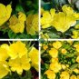Garden Evening Primrose Mixed Yellow Pink Flowers 200 Seeds