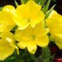 Garden Evening Primrose Mixed Yellow Pink Flowers 200 Seeds