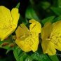 Garden Evening Primrose Mixed Yellow Pink Flowers 200 Seeds