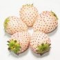 Rare White Strawberry Pineberry Fruit 600 Seeds