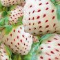 Rare White Strawberry Pineberry Fruit 600 Seeds