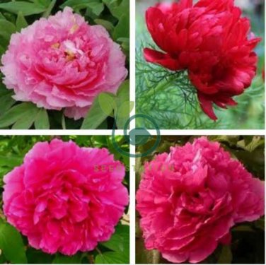 Heirloom 'Hong Hui' Red Peony Shrub Perennial Flower 10 Seeds