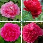 Heirloom 'Hong Hui' Red Peony Shrub Perennial Flower 10 Seeds