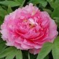 Heirloom 'Hong Hui' Red Peony Shrub Perennial Flower 10 Seeds