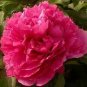 Heirloom 'Hong Hui' Red Peony Shrub Perennial Flower 10 Seeds