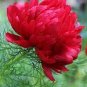 Heirloom 'Hong Hui' Red Peony Shrub Perennial Flower 10 Seeds