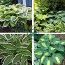 Hosta  Purple Round Leaves 400 Seeds