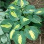 Hosta  Purple Round Leaves 400 Seeds