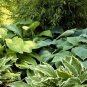 Hosta  Purple Round Leaves 400 Seeds