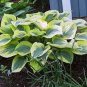 Hosta  Purple Round Leaves 400 Seeds