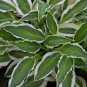 Hosta  Purple Round Leaves 400 Seeds