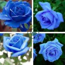 New Fresh Blue Rose Shrub Flowers 800 Seeds