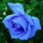 New Fresh Blue Rose Shrub Flowers 800 Seeds