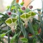 Ceropegia  Succulent Hanging Bonsai Plants 200 Seeds