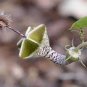 Ceropegia  Succulent Hanging Bonsai Plants 200 Seeds