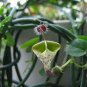 Ceropegia  Succulent Hanging Bonsai Plants 200 Seeds