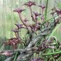 Ceropegia  Succulent Hanging Bonsai Plants 200 Seeds