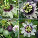 Passion Flower Purple Granadilla Passiflora Edulis 20 Seeds