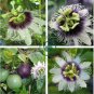 Passion Flower Purple Granadilla Passiflora Edulis 20 Seeds