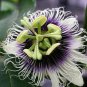 Passion Flower Purple Granadilla Passiflora Edulis 20 Seeds