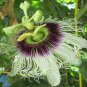 Passion Flower Purple Granadilla Passiflora Edulis 20 Seeds