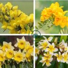 Gorgeous Freesia  Yellowish White Flowers Hardy Plants 200 Seeds