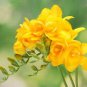 Gorgeous Freesia Yellowish White Flowers Hardy Plants 200 Seeds