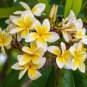 Gorgeous Freesia Yellowish White Flowers Hardy Plants 200 Seeds