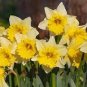 Gorgeous Freesia Yellowish White Flowers Hardy Plants 200 Seeds