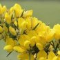 Gorgeous Freesia Yellowish White Flowers Hardy Plants 200 Seeds