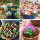 Pcs Beauty Mixed Mini Lithops Bonsai Plants  200 Seeds