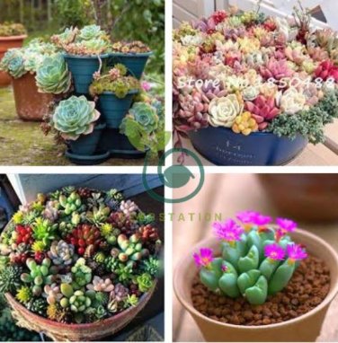 Pcs Beauty Mixed Mini Lithops Bonsai Plants  200 Seeds