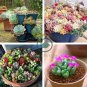 Pcs Beauty Mixed Mini Lithops Bonsai Plants  200 Seeds