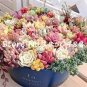 Pcs Beauty Mixed Mini Lithops Bonsai Plants  200 Seeds