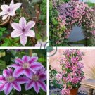 Clematis Bonsai Clematis Plant Bonsai Clematis Florida Thunb Flowers 200 Seeds