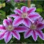 Clematis Bonsai Clematis Plant Bonsai Clematis Florida Thunb Flowers 200 Seeds